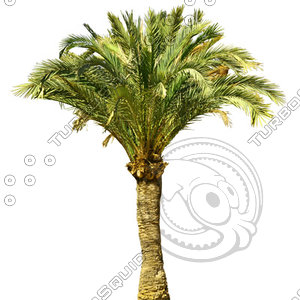Palm_25.tga