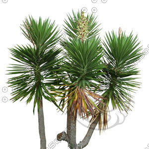 Palm_34.tga