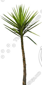 Palm_N_02.tga