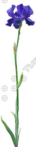 Flower_H_09.tga