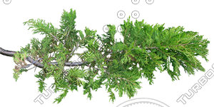 Branch_s_31.tga