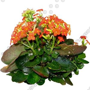 Flower_H_05.tga
