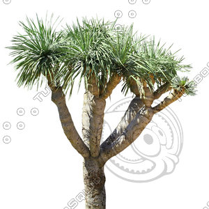 Palm_38.tga