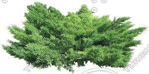 Bush_S_08.tga