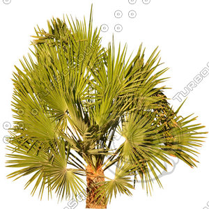 Palm_20.tga