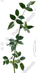 Bush_S_22.tga