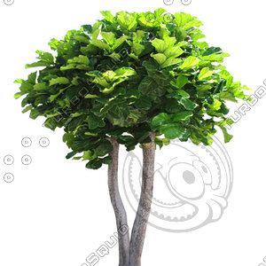 Tree_tropic_01.tga