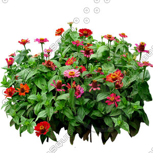 Flower_H_28.tga