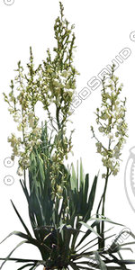 BushL_07.tga