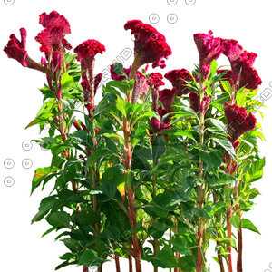 Flower_V_03.tga
