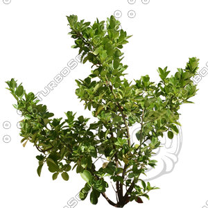 Bush_S_16.tga