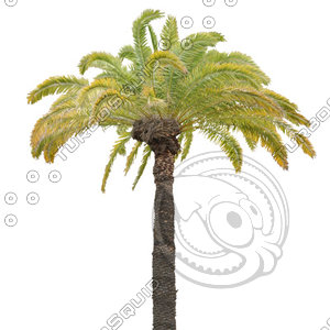 Palm_40.tga