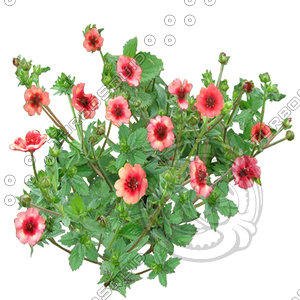 Flower_H_11.tga