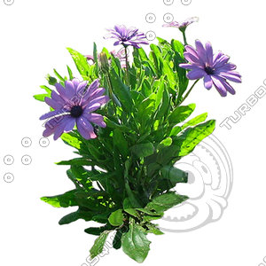 Flower_H_16.tga