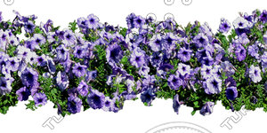 Flower_H_35.tga