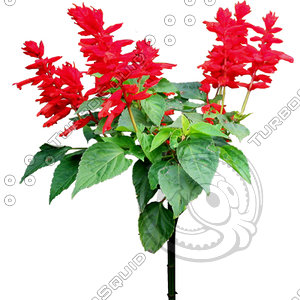 Flower_V_02.tga