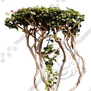 Tree_tropic_04.tga