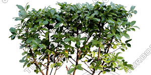 Bush_S_21.tga