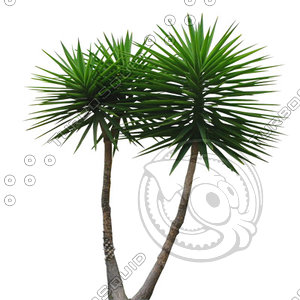 Palm_03.tga