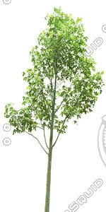 Tree_22 .tga