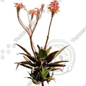 Desert_plants_26.tga