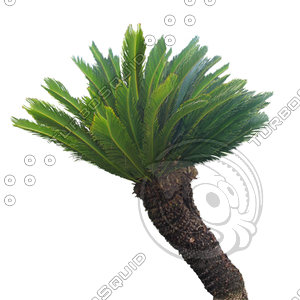Palm_N_05.tga