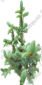 TreeL_pine_04.tga