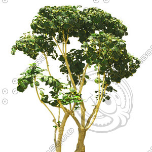Tree_tropic_06.tga