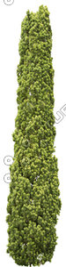 Tree_17.tga