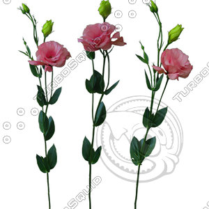 Flower_V_01.tga