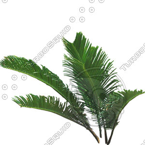 Branch_s_41.tga