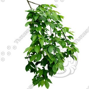 Branch_s_38.tga