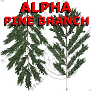 Alpha Channel Pine Tree Branch
