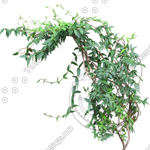 Vine_04.tga