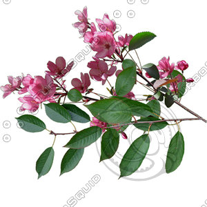 Branch_s_43.tga