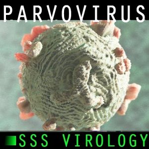 3d model canine parvovirus 2 virus