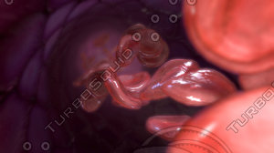 Red Blood Cells Travel Through Blood Vessel